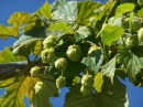 Hopfen - Humulus lupulus * 1300 x 974 * (356KB)